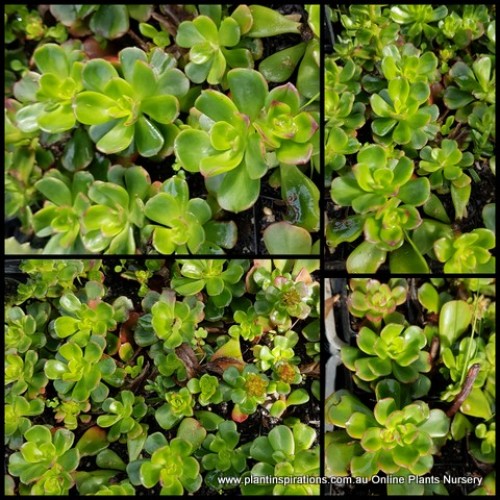 Aeonium Cross x 1 Succulent Hybrid Plants Hardy Rosette Yellow Flowering Hanging Basket Border Balcony Patio Shrubs Rockery spathulatum